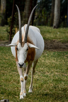 Close up portrait of a scimitar horned oryx (oryx dammah) grazing