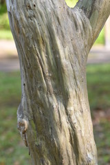 Crape myrtle trunk and bark / Lythraceae deciduous tree