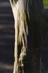 Crape myrtle trunk and bark / Lythraceae deciduous tree