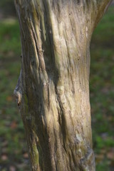 Crape myrtle trunk and bark / Lythraceae deciduous tree