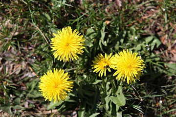 한국 인천시 남동구 인천대공원 입니다