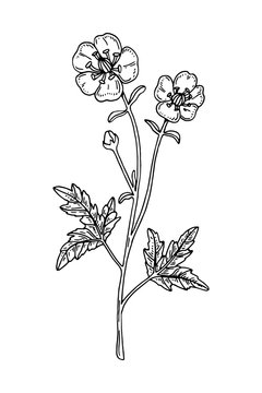 black and white buttercup flower drawing clip art preview