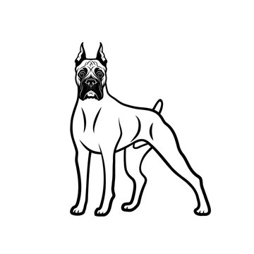 Boxer dog - isolated outlined vector illustration
