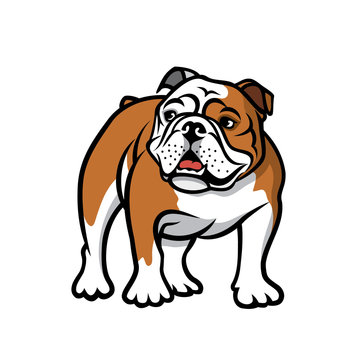 English bulldog - isolated vector illustration

