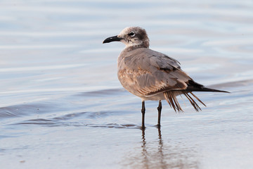 Sea Gull at Smathers Beach at Early Morning. Smathers Beach is the largest public beach in Key West, Florida, United States. It is approximately a half mile long