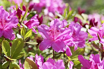 한국 인천시 남동구 인천대공원 입니다