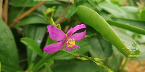 butterfly on flower