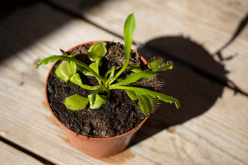 The Venus flytrap Dionaea muscipula in the pot