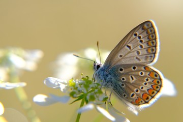 butterfly on a flower