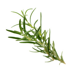 Branch of rosemary on white background. 