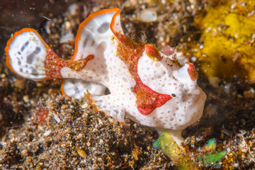 クマドリカエルアンコウ　antennarius maculatus