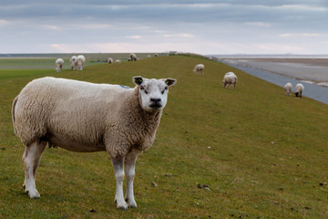 Sheep herd on a dyke of green grass against a blue sky.