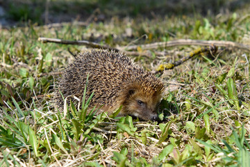 Wild hedgehog in the grass, agitated.