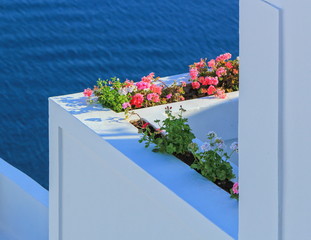 Plants at a balcony Oia village in the Caldera by day, Greece
