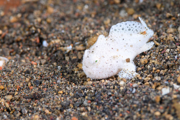 カエルアンコウ