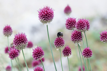 pink blossoms of wild chives plant, light grey blurry background and bumblebee