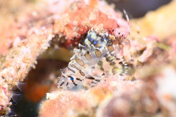 シマヒメヤマノカミ幼魚