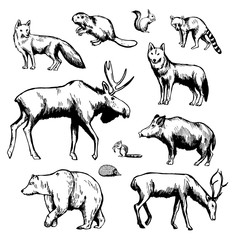Hand drawn forest animals on white background. Vector sketch illustration.