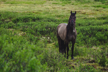 A bay horse grazes in a meadow in the Ulagansky District of the Altai republic, Russia