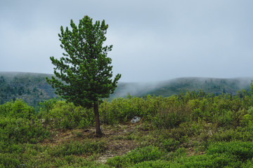 Obraz premium A lone coniferous tree in a misty landscape in Ulagansky district of the Altai Republic, Russia