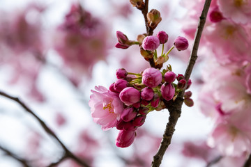 One brief season moment in spring time is the blooming of sakura tree.