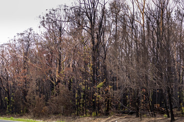 A forest near Wallaga Lake in New South Wales, Australia burnt down during the bush fires.