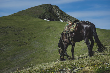 А black horse grazes on the mountainside in the Ulagansky District of the Altai republic, Russia