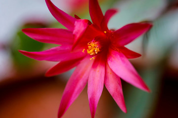 Macro and shallow depth of field (selective focus) image with the flower of a red Christmas Cactus (Schlumbergera).