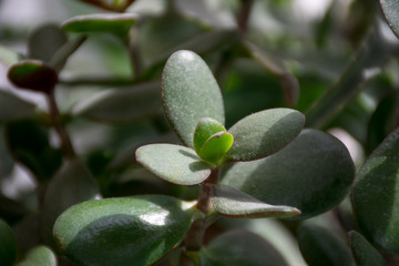 close up of a tree branch