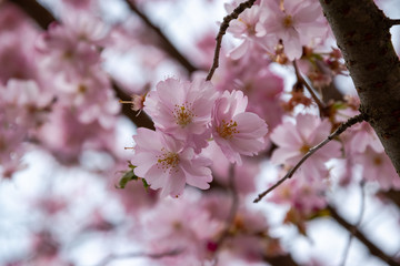 One brief season moment in spring time is the blooming of sakura tree.
