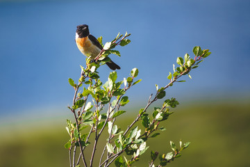 Siberian stonechat sits on a green branch of a bush in the Altai republic, Russia