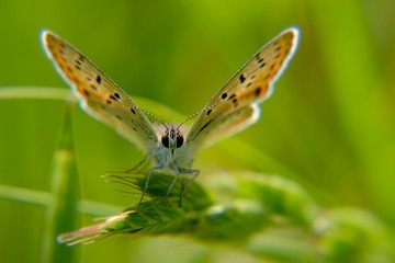 variety of butterfly in spring