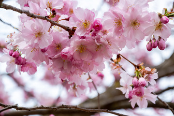 One brief season moment in spring time is the blooming of sakura tree.