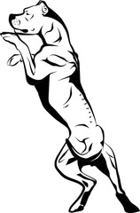 Dogo Argentino in motion vector illustration