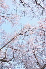 Fototapeta na wymiar Landscape of White Cherry Blossom Trees