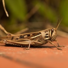 Macro shot of a brown grasshopper resting on the ground