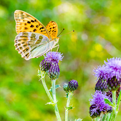 Schmetterling 