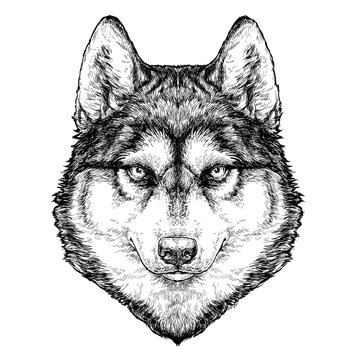 Husky Dog portrait. Vector Illustration