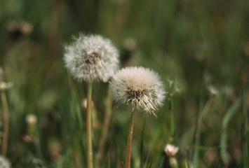 White fluffy dandelions in the field, dandelions fly in the wind