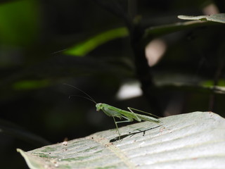A beautiful Green Praying Mantis resting on a leaf 