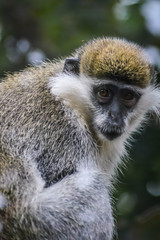 Portrait of an African Vervet Monkey - Chlorocebus aethiops - The grivet (Chlorocebus aethiops), also known as African green monkey and savanah monkey