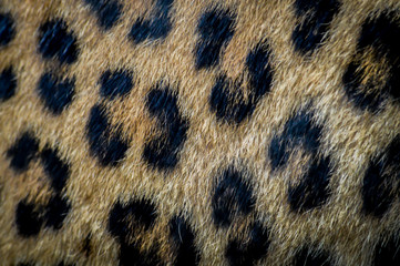 Leopard fur close up texture - Panthera pardus