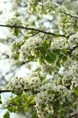 flowering apple tree in spring
