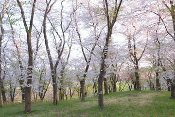 Landscape of White Cherry Blossom Trees
