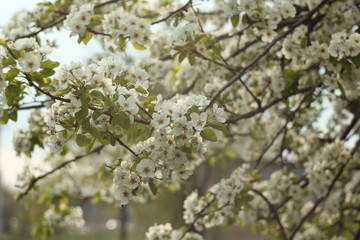 florescence apple tree in spring