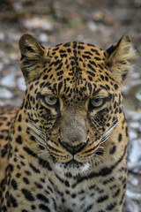 Leopard portrait - close up on leopard face while looking at the camera.