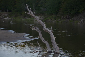 Bosque litoral