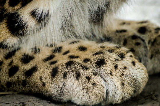 Leopard paw close up detail - Panthera pardus