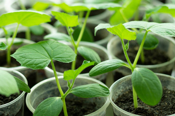 Seedlings of cucumbers in spring, seedlings of greenhouse cucumbers in a pot. Growing cucumbers in a greenhouse. Organic vegetables concept