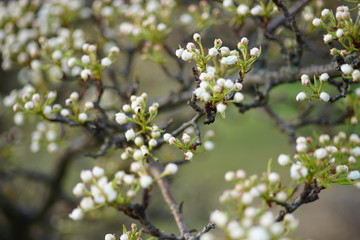 pear tree branches closeup in white flowers.